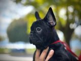 A Kalite French Bulldog Yavrularımız