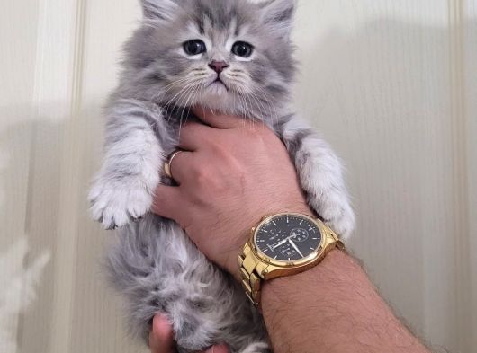 British Silver Tabby Erkek Yavrularımız görsel