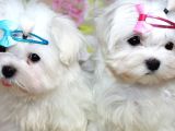 Korean Maltese Terri̇er Yavrulari Mama Ve Malzeme Kampanyali