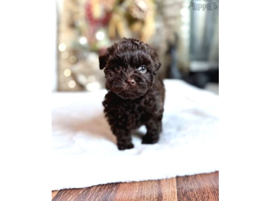 Chocolate Brown Teacup Poodle görsel