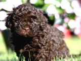 Chocolate Brown Teacup Poodle