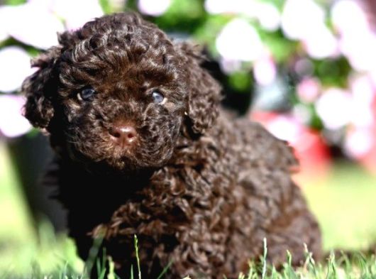 Chocolate Brown Teacup Poodle görsel