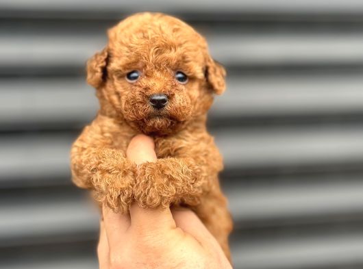 Red Mi̇ni̇ Boy Aşili Poodle Bebeği̇mi̇z Tesli̇me Hazir görsel