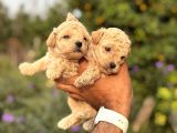 Mi̇ni̇k Korea Malti̇poo Bebekleri̇mi̇z
