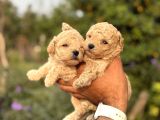 BİBLO KG GARANTİLİ KORE MALTİPOO BEBEKLER