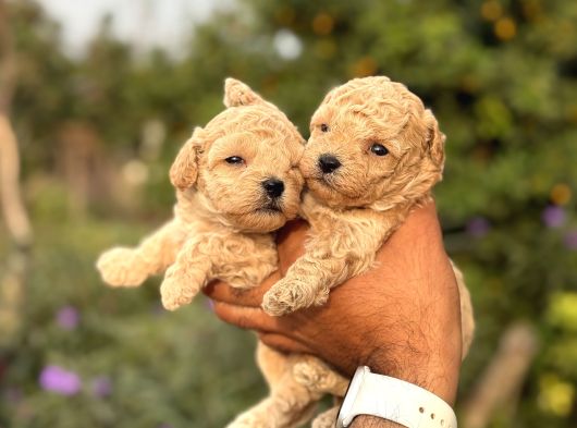 BİBLO KG GARANTİLİ KORE MALTİPOO BEBEKLER