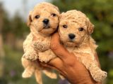 Bi̇blo Kg Garanti̇li̇ Kore Malti̇poo Bebekler