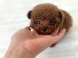 Kore Teacup Poodle Yavru