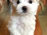 Mi̇ni̇ Boy Maltese Bebekler Sağli̇k Garanti̇li̇