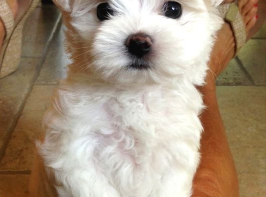 Mi̇ni̇ Boy Maltese Bebekler Sağli̇k Garanti̇li̇ görsel