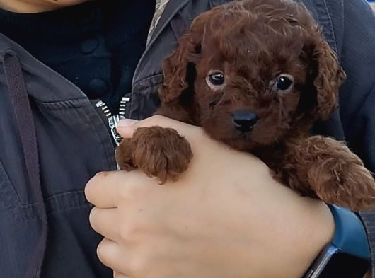 Red Braun Kore Poodle görsel