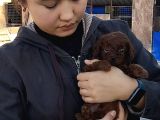 Red Braun Kore Poodle