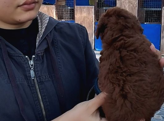 Red Braun Kore Poodle görsel
