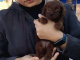 RED BRAUN KORE POODLE