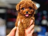 Erkek ve dişi evinizin neşesi red toy poodle bebekler