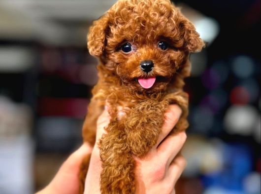 Erkek Ve Dişi Evinizin Neşesi Red Toy Poodle Bebekler