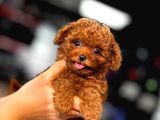 Erkek Ve Dişi Evinizin Neşesi Red Toy Poodle Bebekler