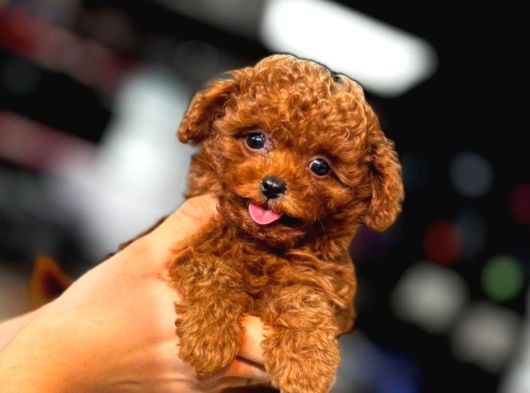 Erkek Ve Dişi Evinizin Neşesi Red Toy Poodle Bebekler görsel
