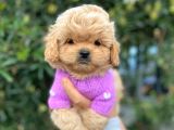 Ufak Boy Maltipoo Yavrular bakanlık onaylı yerimizden sizler
