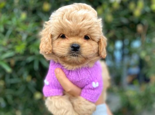 Ufak Boy Maltipoo Yavrular Bakanlık Onaylı Yerimizden Sizler