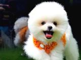 Gülen surat ufak boy pomeranian Boo yavrumuz
