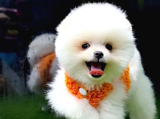 Gülen Surat Ufak Boy Pomeranian Boo Yavrumuz