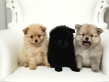 Pomeranian yavruları