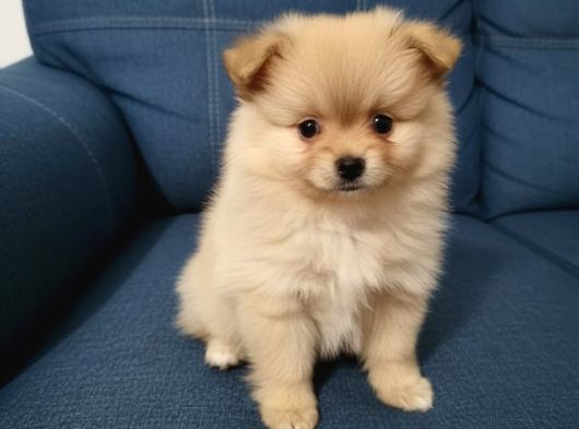 Pomeranian Yavruları görsel