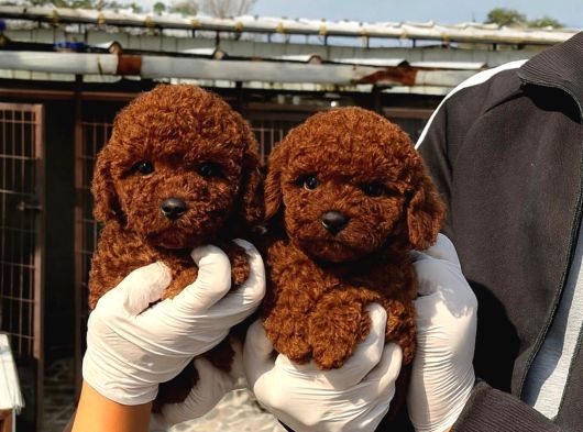 Kore Poodle Yavrumuz görsel