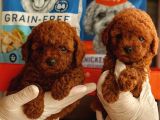 Kore Poodle Yavrumuz