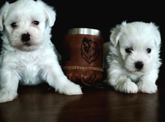Kore Maltese Terri̇er Mama Malzeme Kampanyalı görsel