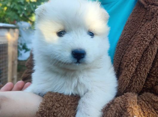 Samoyed Yavrularımız Mama Ve Malzeme Kampanyalı görsel