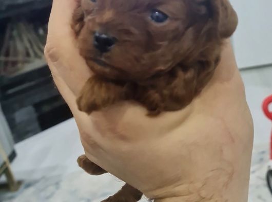 Toy Poodle görsel
