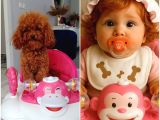 Toy Poodle
