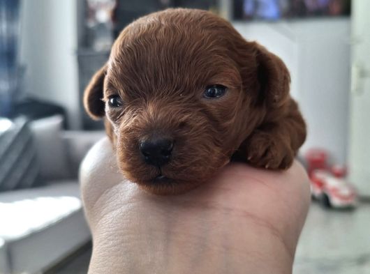 Toy Poodle