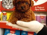 Kore Poodle Yavrumuz
