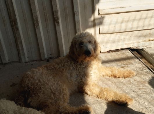 Dev Poodle Safkan Orcınal görsel