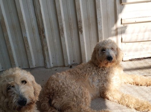 Dev Poodle Safkan Orcınal görsel