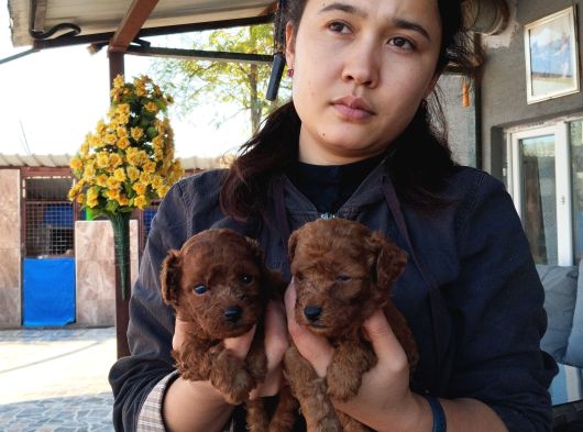 Red Kore Mıkro Toy Poodle görsel