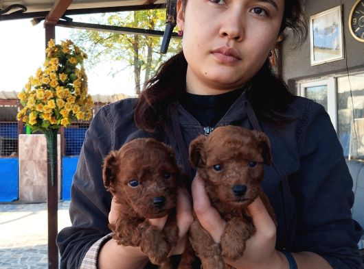 Red Kore Mıkro Toy Poodle görsel