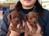 Red Kore mıkro toy poodle