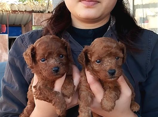 Red Kore Mıkro Toy Poodle