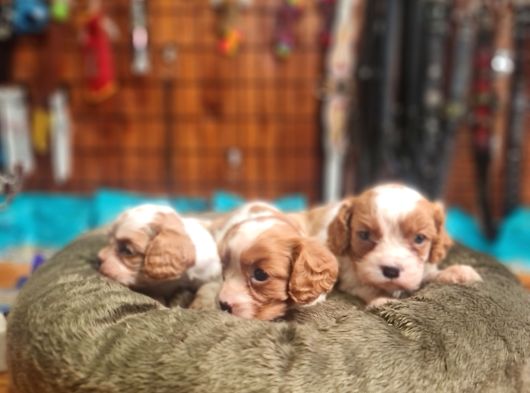 Cavalier Bebeklerimiz Için Acele Edin görsel