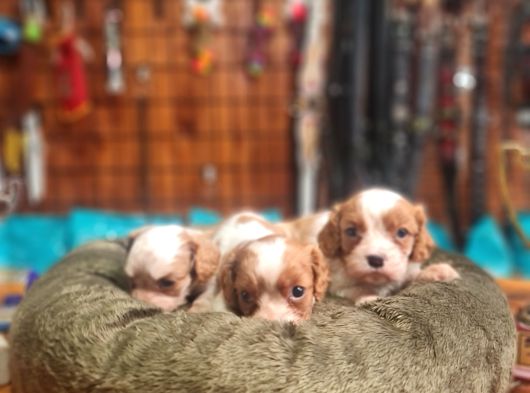 Cavalier Bebeklerimiz Için Acele Edin görsel