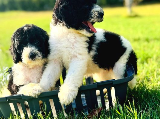 Orjinal labradoodle Yavrular