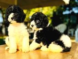 Orjinal Labradoodle Yavrular