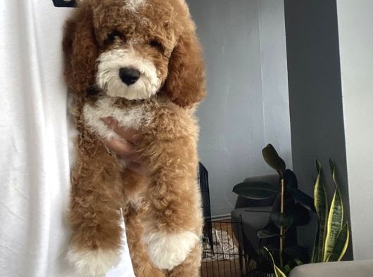 Mi̇nyatür Labradoodle Bebeği̇mi̇z En Özel Aşılı