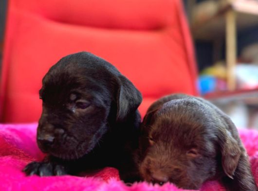 Labrador Bebeklerimiz Için Acele Edin görsel