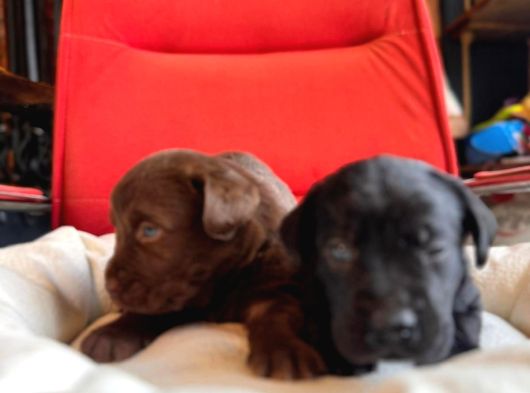 Labrador Bebeklerimiz Için Acele Edin görsel