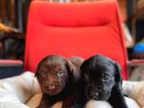 Labrador Bebeklerimiz Için Acele Edin
